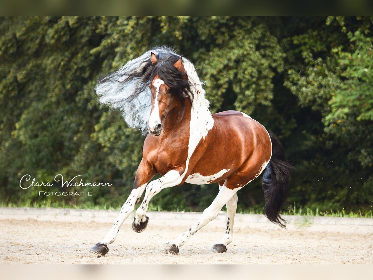 Baroque Pinto Stallion 14 years 16 hh Pinto in Ennepetal