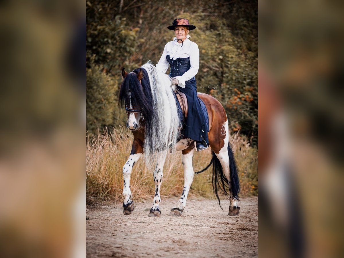 Baroque Pinto Stallion 16 years 16 hh Pinto in Engen