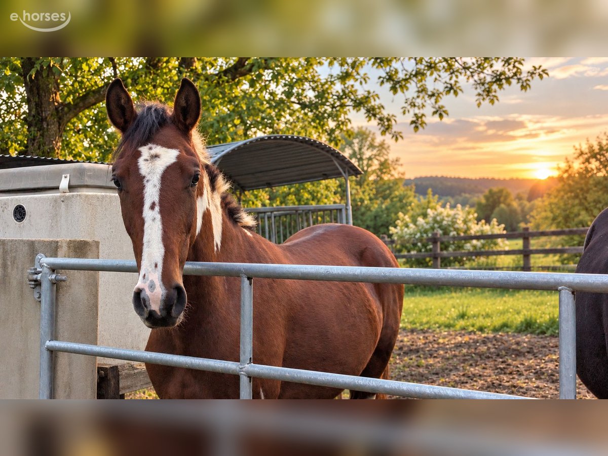 Baroque Pinto Stallion 1 year 16 hh Overo-all-colors in Engen