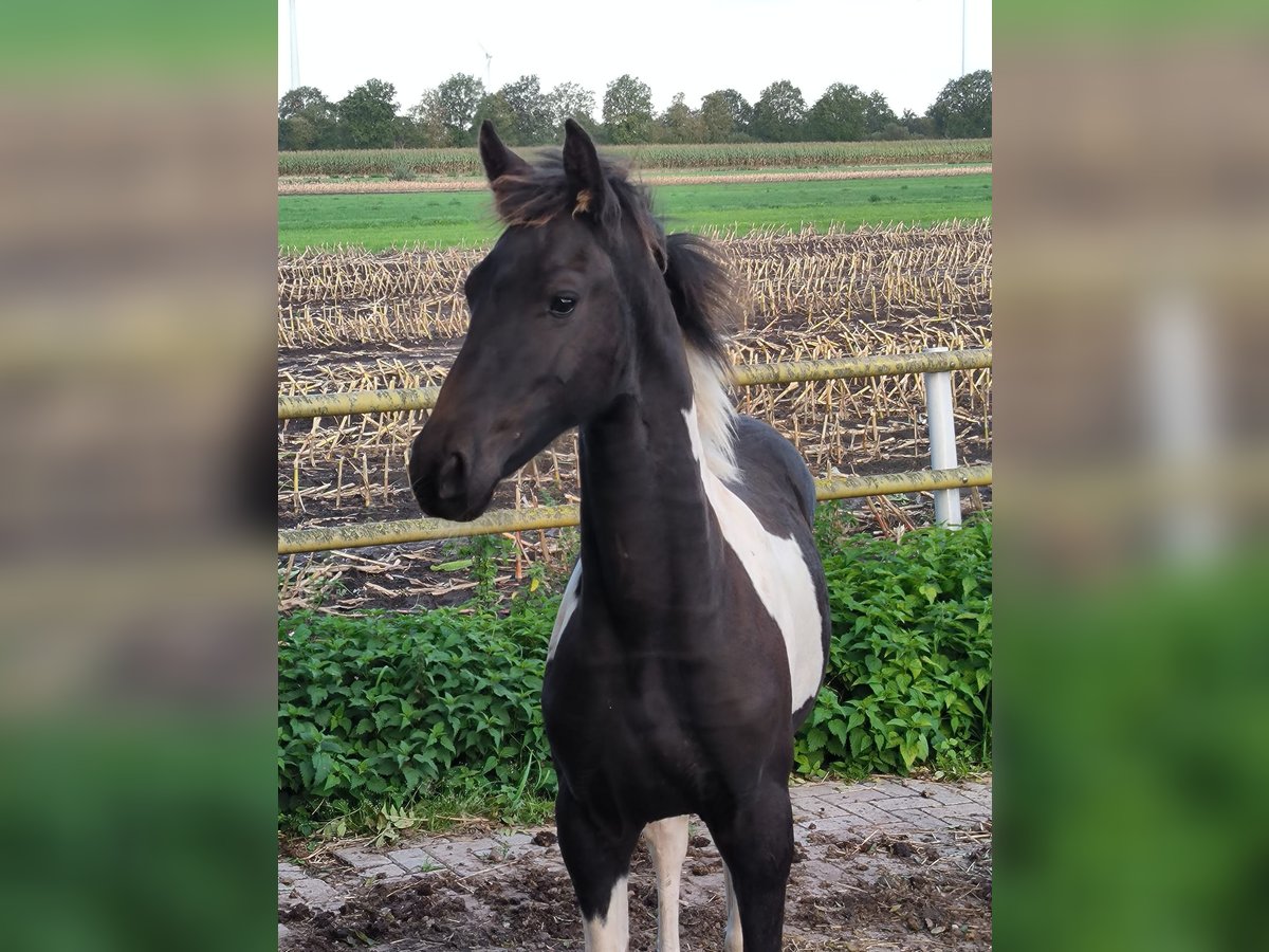 Baroque Pinto Stallion 1 year in Emlichheim