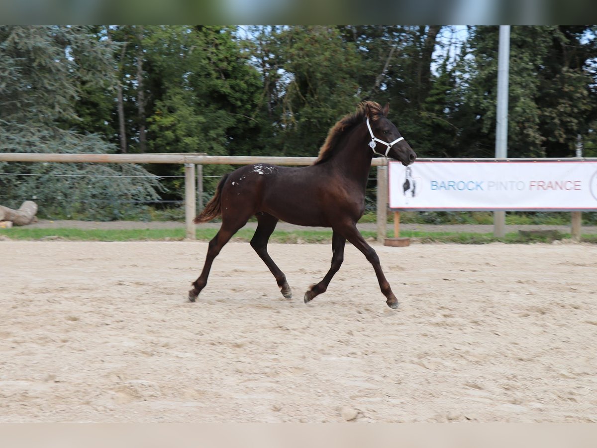 Baroque Pinto Stallion 1 year Leopard-Piebald in Ygrande