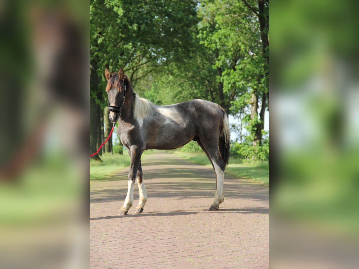 Baroque Pinto Stallion 2 years 16 hh Pinto in Heede