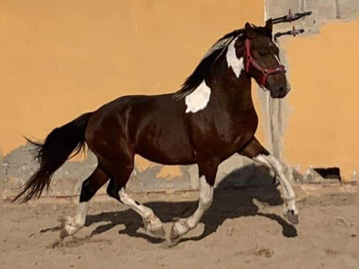 Baroque Pinto Stallion 3 years 15,1 hh Pinto in Chiclana de la Frontera