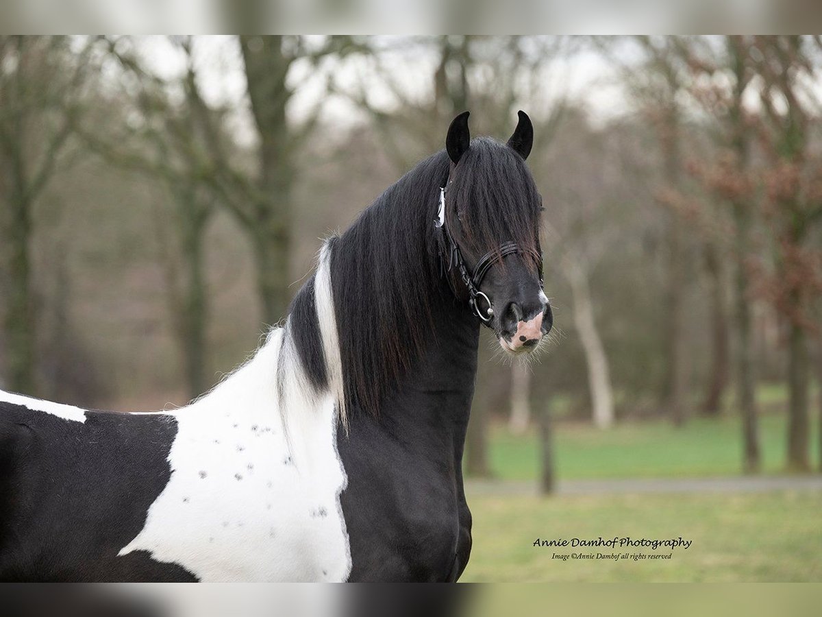 Baroque Pinto Mix Stallion 3 years 15,2 hh Pinto in Heerhugowaard