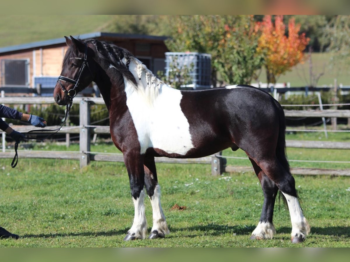 Baroque Pinto Stallion 4 years 16 hh Pinto in Rechnitz