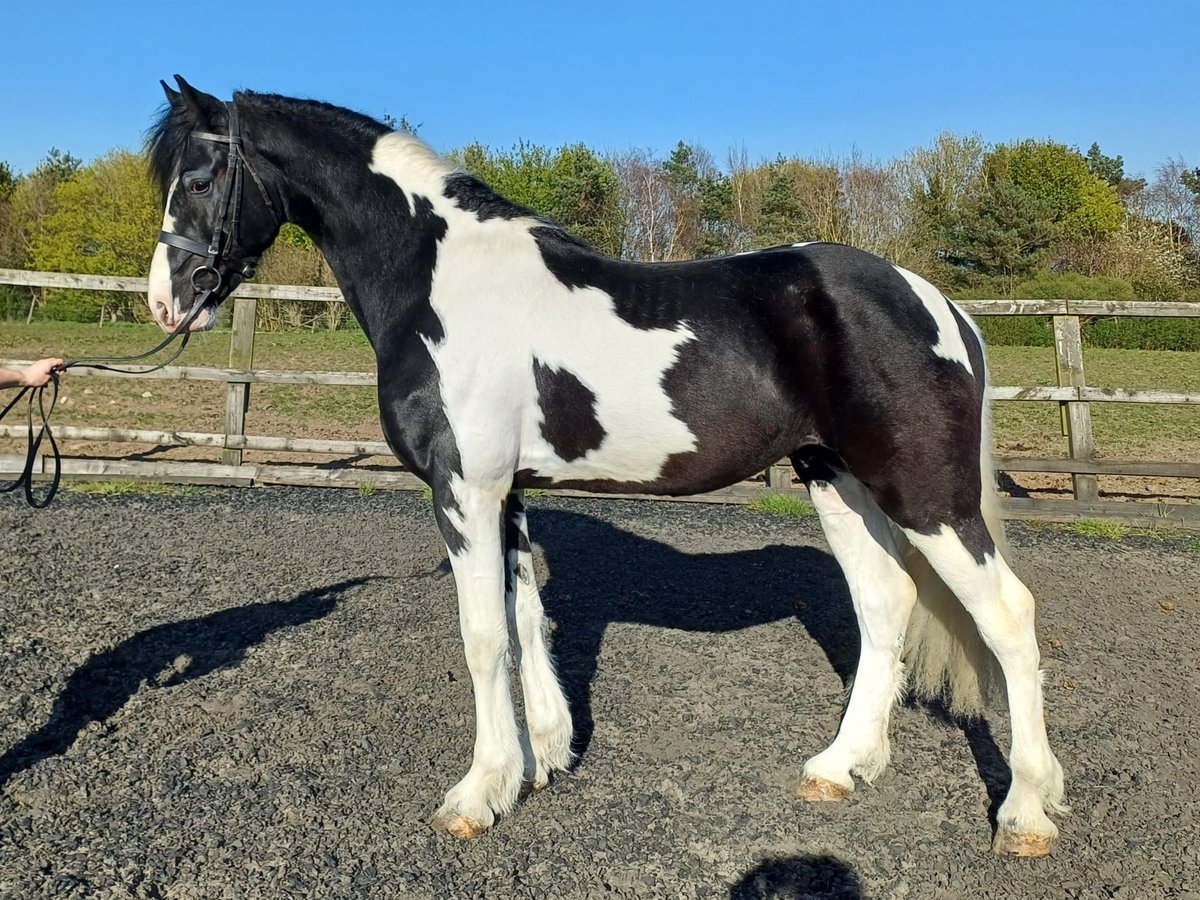 Baroque Pinto Stallion 5 years 15,3 hh Tobiano-all-colors in Northallerton