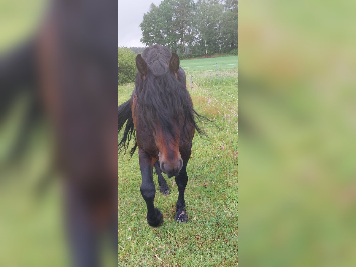 Baroque Pinto Mix Stallion 8 years 16 hh Brown in Celle