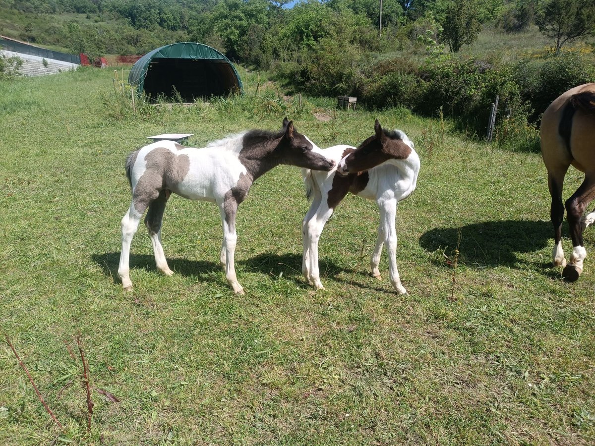 Baroque Pinto Stallion  16 hh Pinto in Artziniega