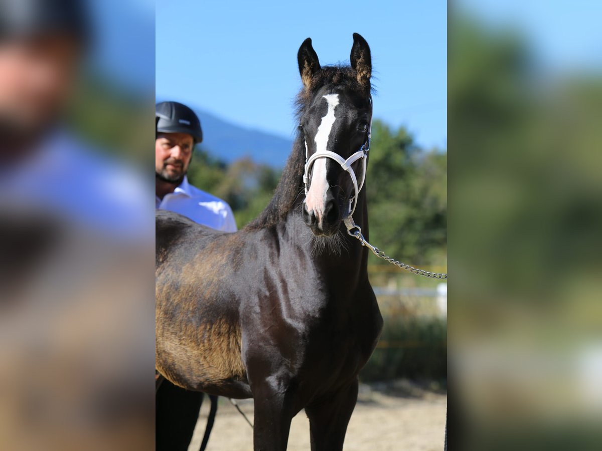 Baroque Pinto Stallion Foal (05/2025) 16 hh Pinto in Lendorf