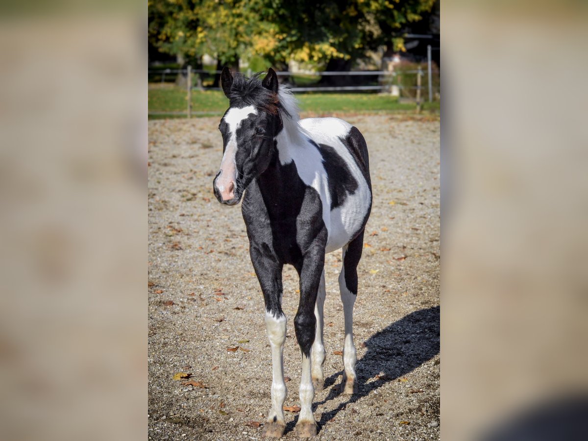 Baroque Pinto Stallion Foal (06/2025) Tobiano-all-colors in Ptuj