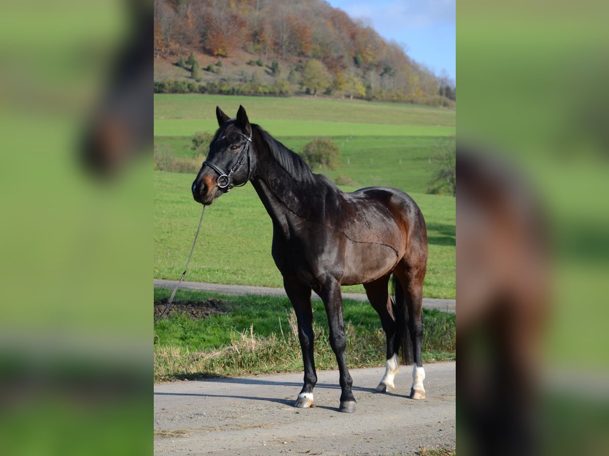 Bavarese Castrone 14 Anni 156 cm Baio nero in Deggingen