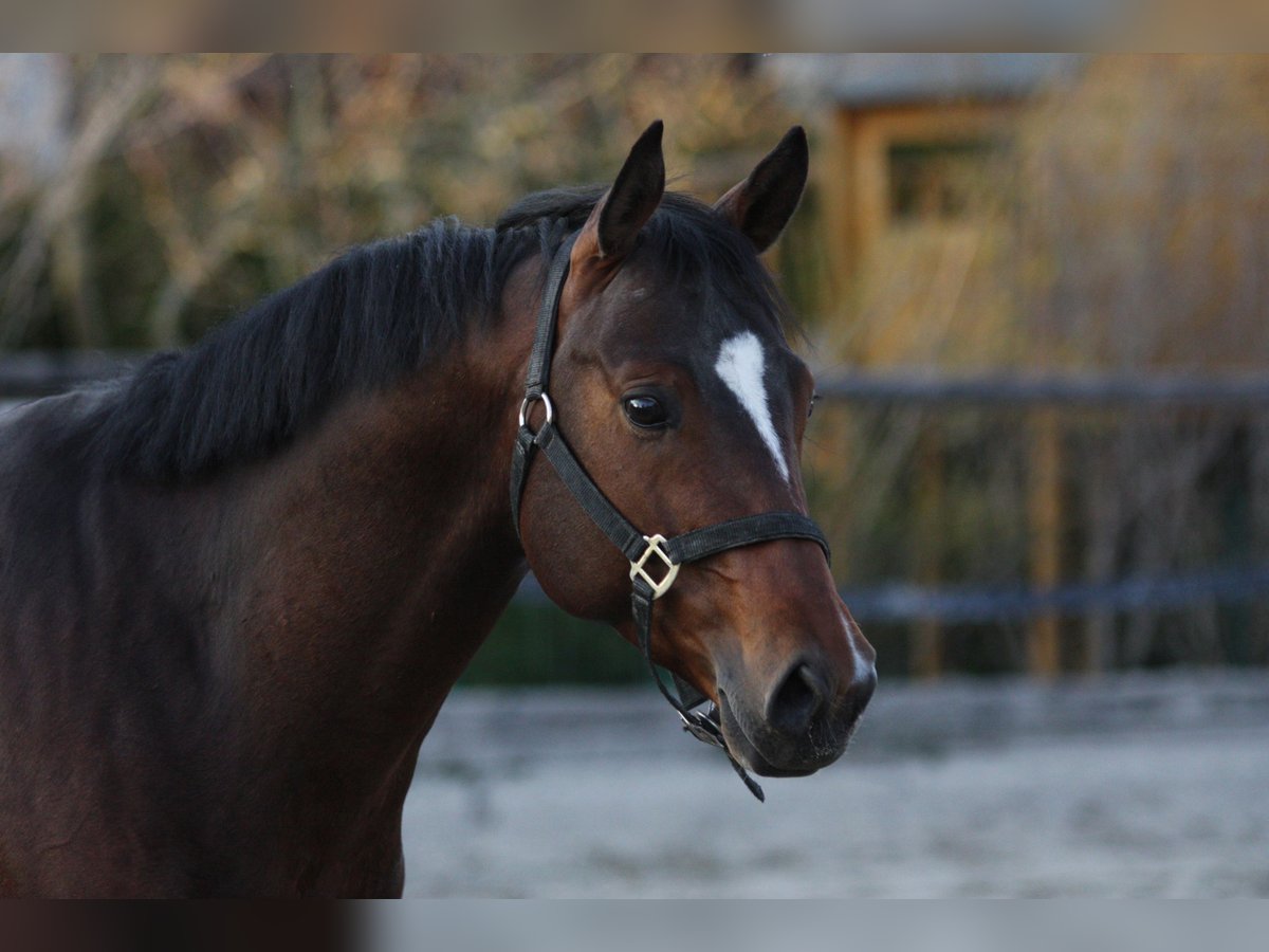 Bavarese Castrone 16 Anni 160 cm Baio in Mammendorf