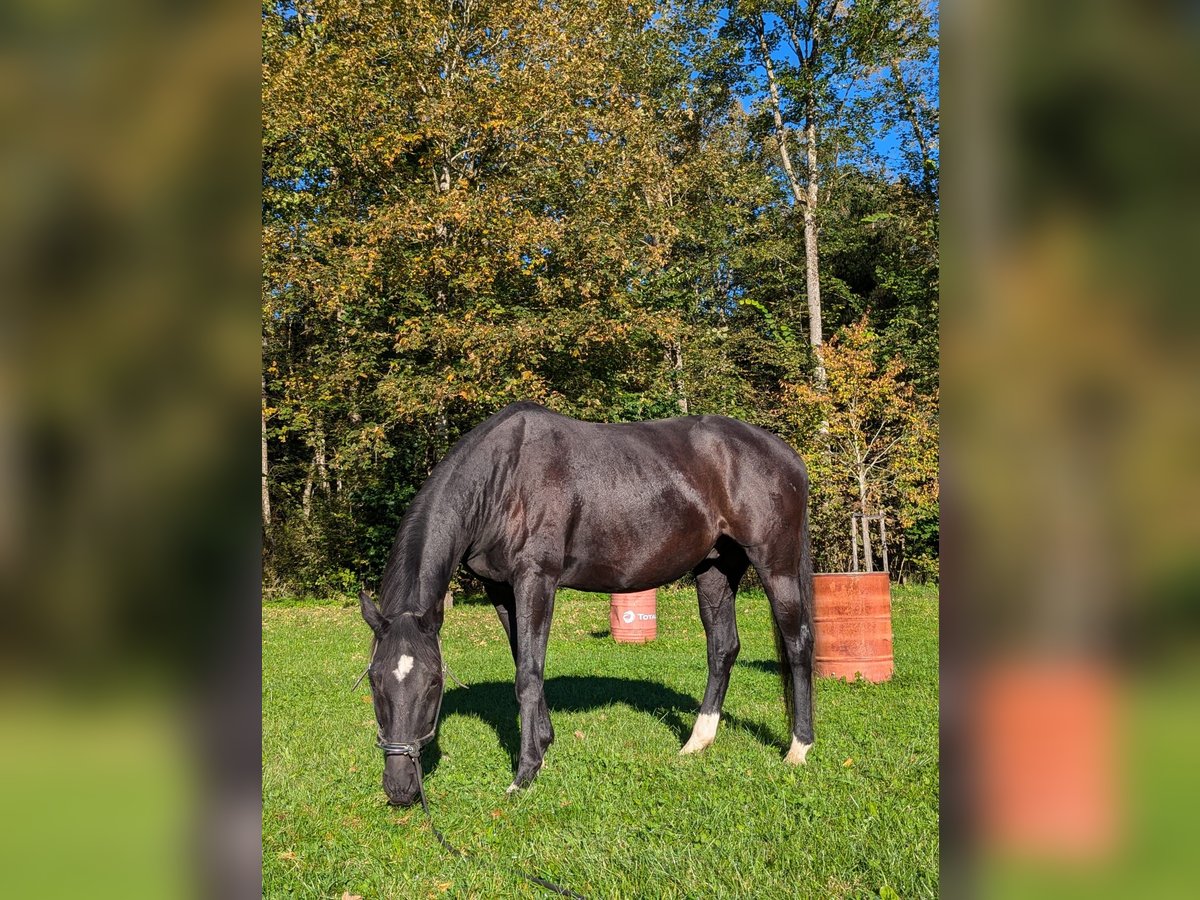 Bavarese Castrone 17 Anni 162 cm Morello in Weßling