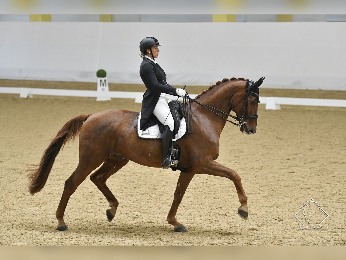 Bavarese Castrone 17 Anni 173 cm Sauro in Ebreichsdorf