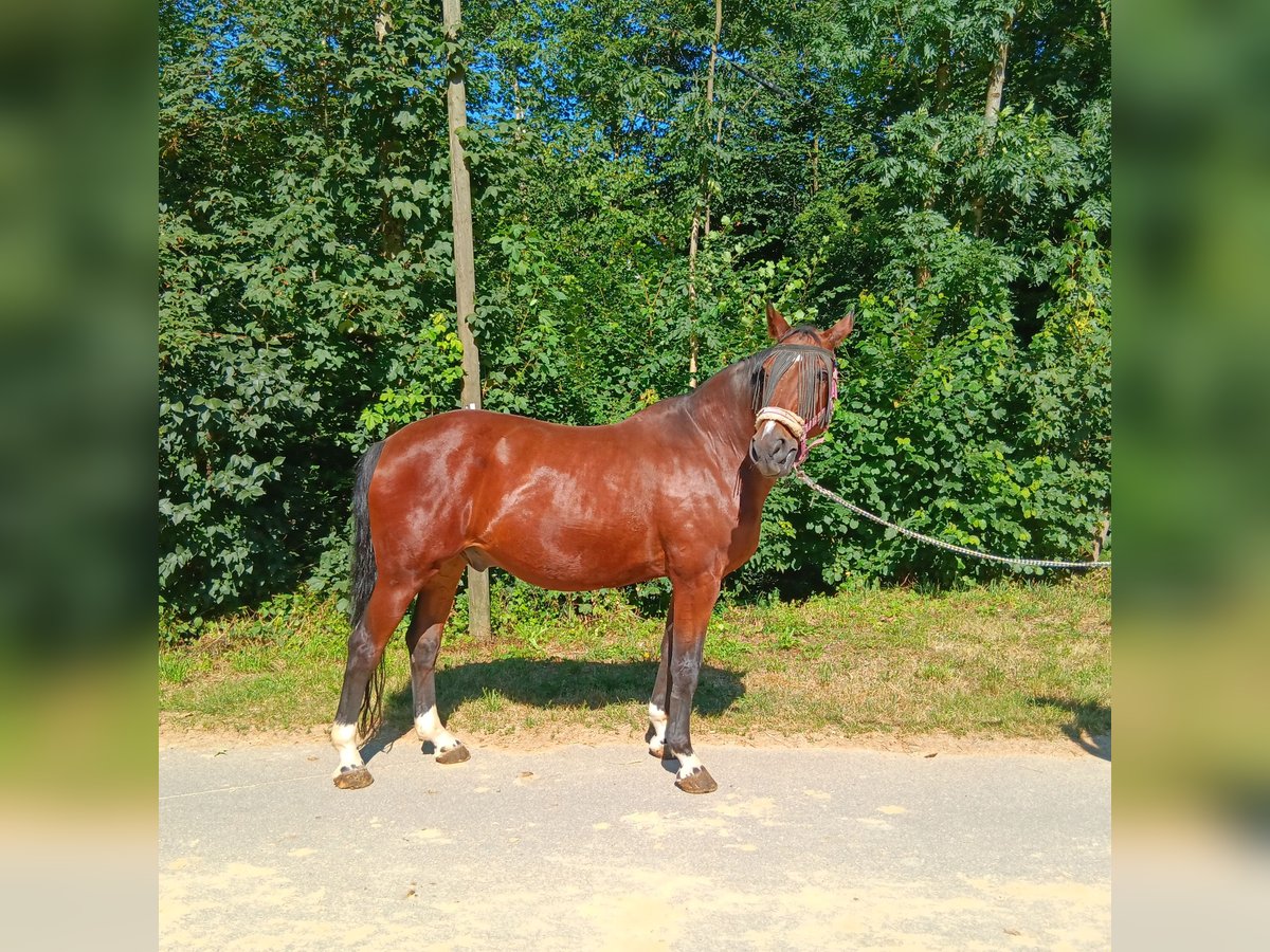 Bavarese Castrone 23 Anni 163 cm Baio in Waldstetten