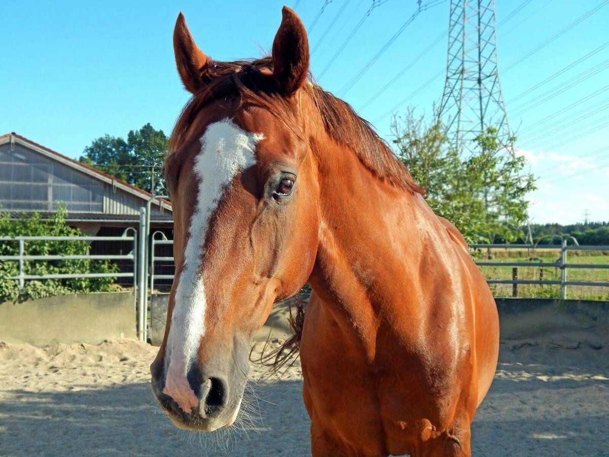 Bavarese Castrone 24 Anni 170 cm Sauro scuro in Glonn