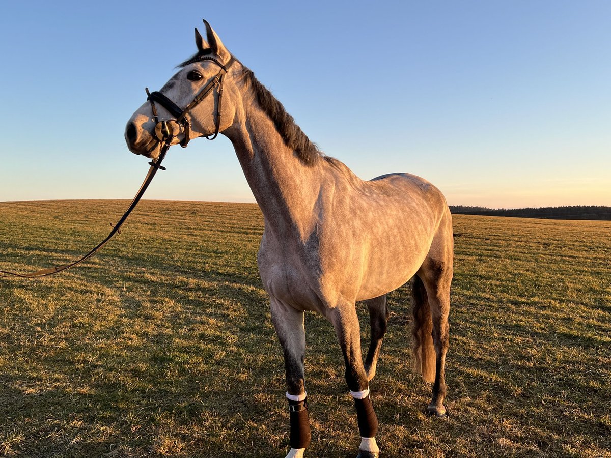 Bavarese Castrone 7 Anni 170 cm Grigio pezzato in Schnaitsee