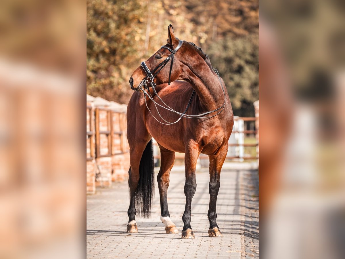 Bavarese Castrone 9 Anni 174 cm Baio in Johanniskirchen