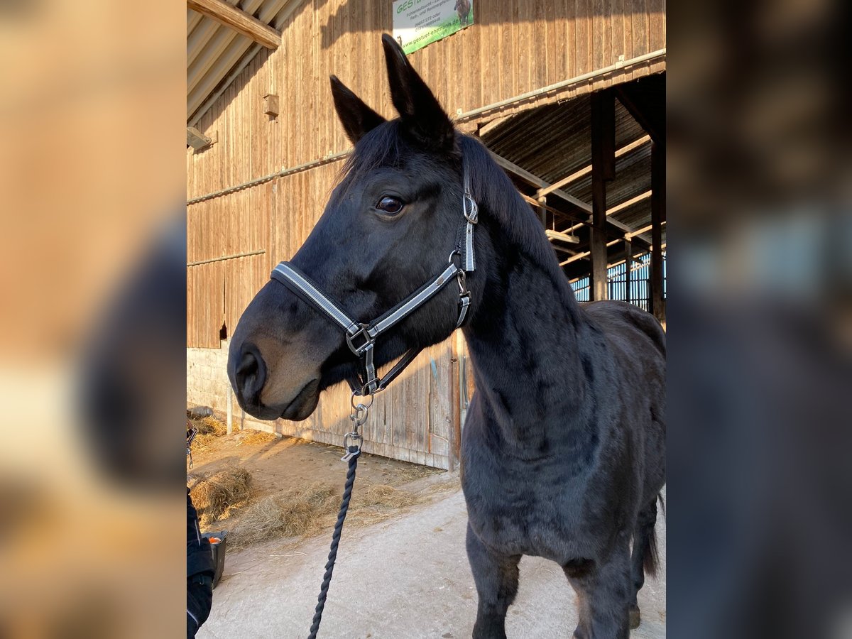 Bavarese Giumenta 12 Anni 172 cm Baio nero in Schopfloch