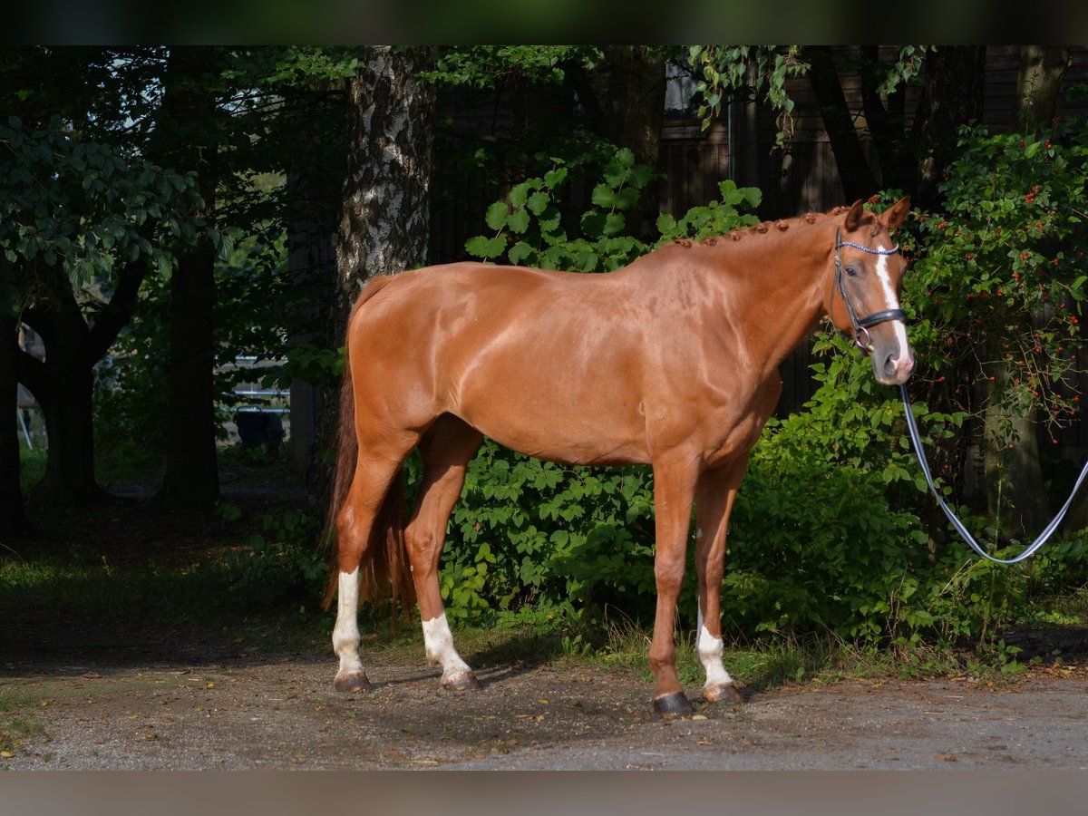 Bavarese Giumenta 7 Anni 182 cm Sauro in Kissing