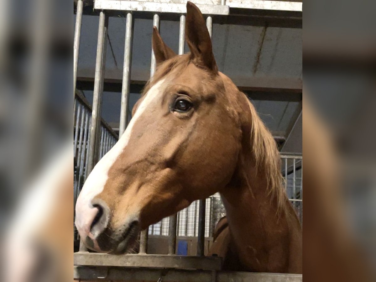 Bavarese Stallone 6 Anni 170 cm Sauro in Augsburg