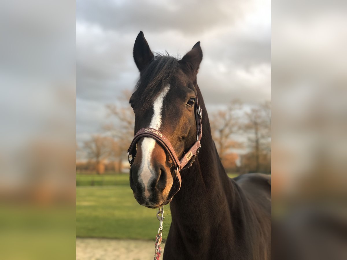 Bavarian Warmblood Gelding 10 years 16,1 hh Brown in Südlohn