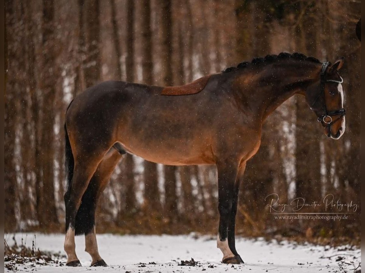 Bavarian Warmblood Gelding 10 years 16,2 hh Brown in Schlierbach