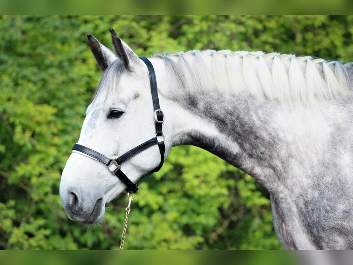 Bavarian Warmblood Gelding 11 years 18 hh Gray in Rott am Inn