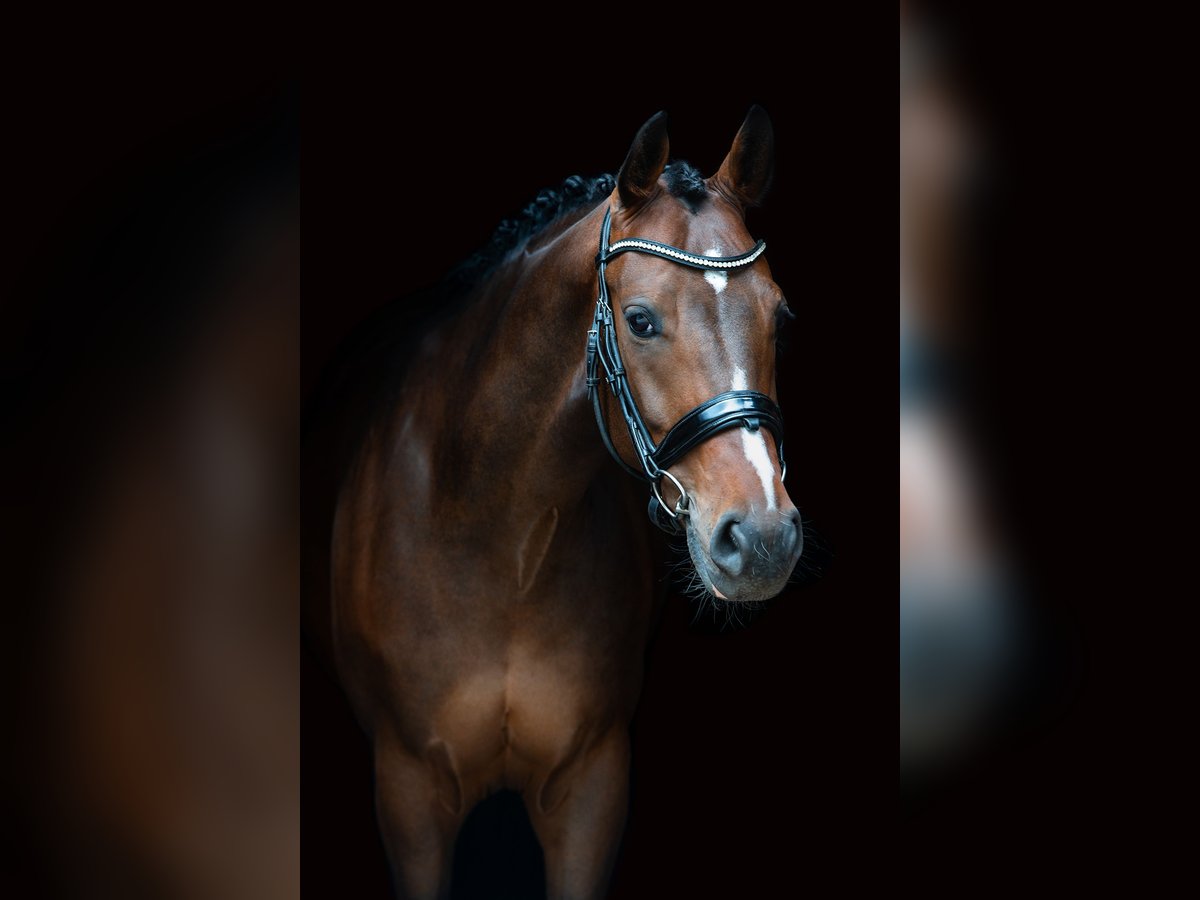 Bavarian Warmblood Gelding 12 years 16,1 hh Brown in Bielefeld