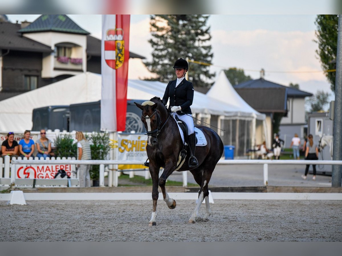Bavarian Warmblood Gelding 12 years 17 hh Chestnut in Afling