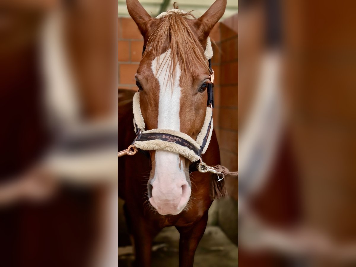 Bavarian Warmblood Gelding 12 years 17 hh Chestnut in Hausen