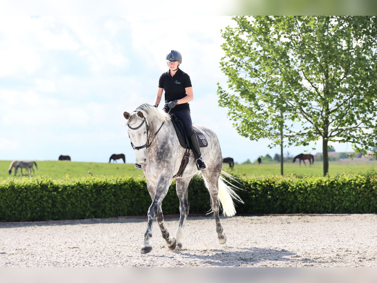 Bavarian Warmblood Gelding 12 years 18 hh Gray-Dapple in Griesstätt