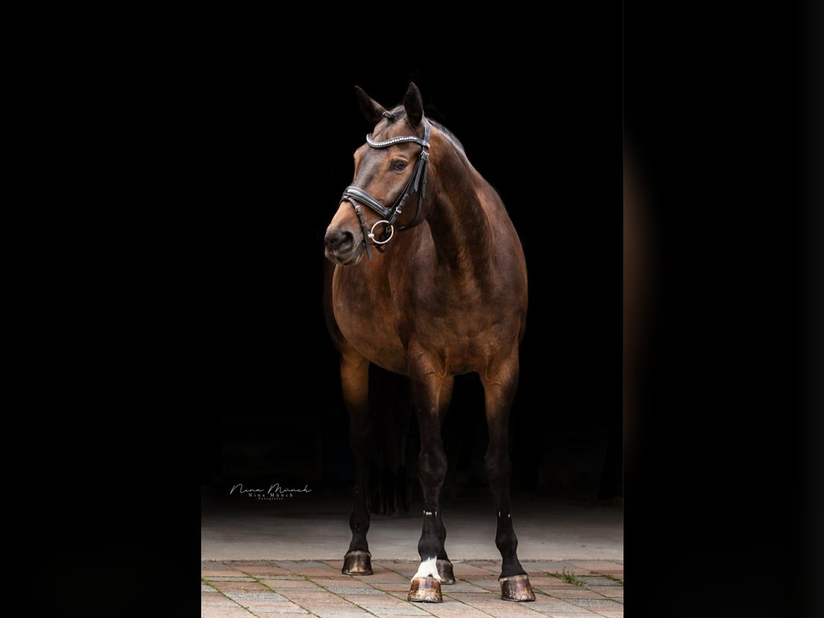 Bavarian Warmblood Gelding 13 years 15,2 hh Bay-Dark in Weiden