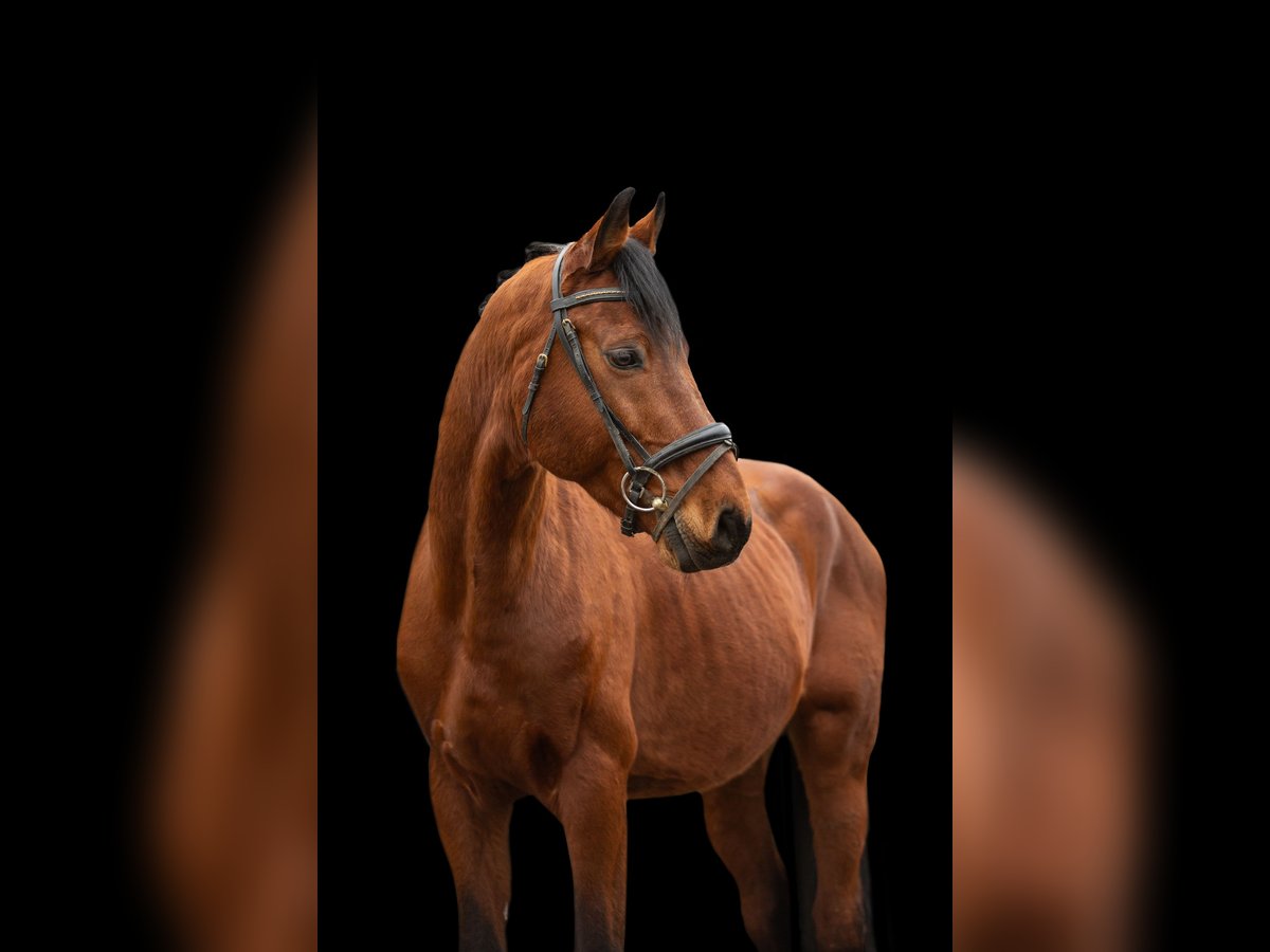 Bavarian Warmblood Gelding 13 years 15,3 hh Brown in Heßdorf