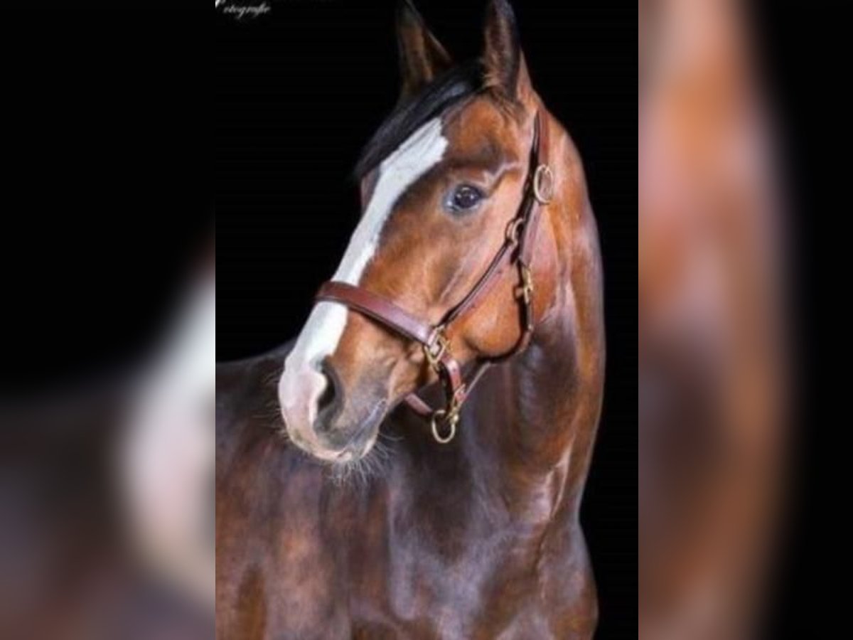 Bavarian Warmblood Gelding 13 years 16 hh Brown in Bleckede