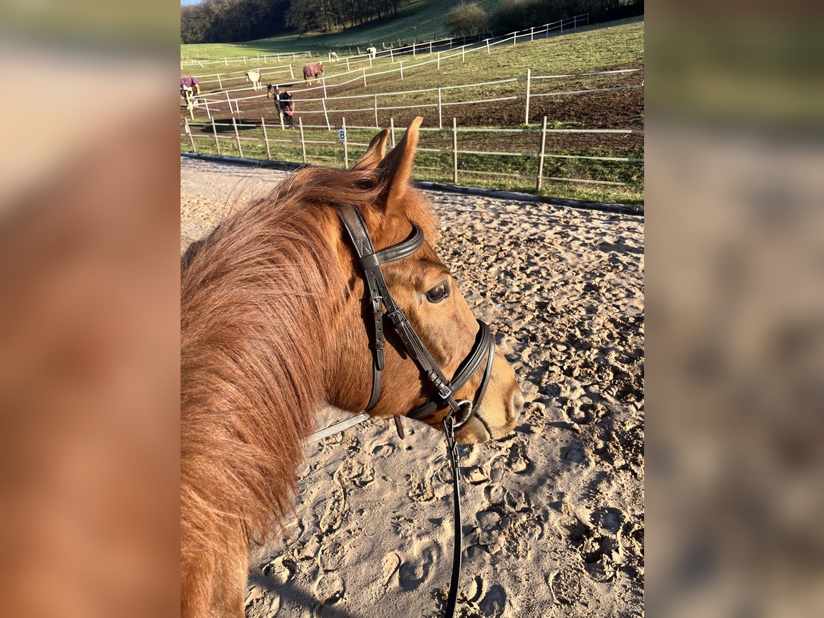 Bavarian Warmblood Gelding 13 years 17,1 hh Chestnut-Red in Landstuhl