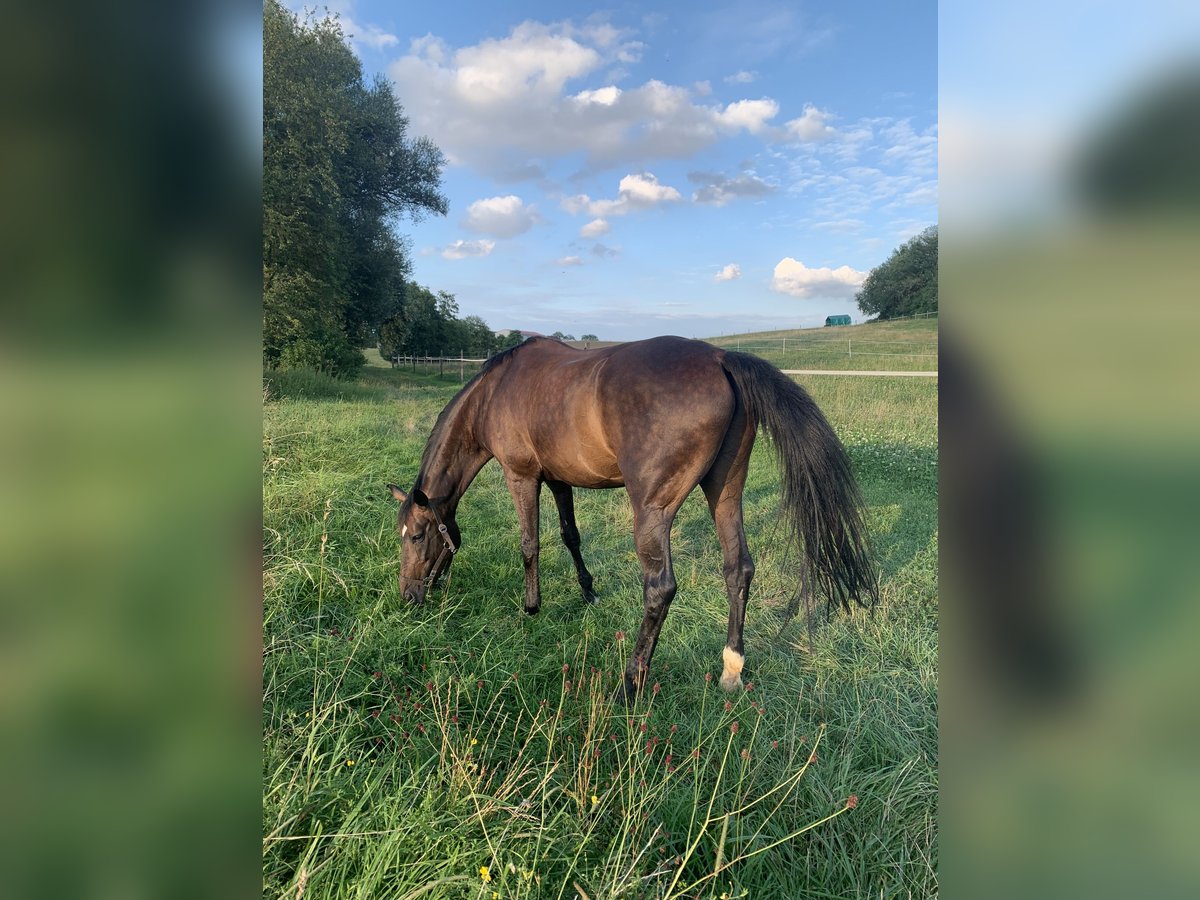 Bavarian Warmblood Gelding 14 years 16,1 hh Bay-Dark in Regensburg