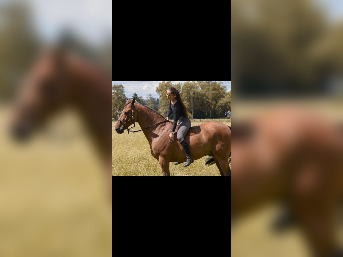 Bavarian Warmblood Gelding 14 years 16,1 hh Brown in Jettingen-Scheppach