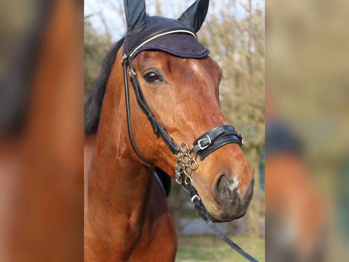 Bavarian Warmblood Gelding 14 years 16 hh in Illingen