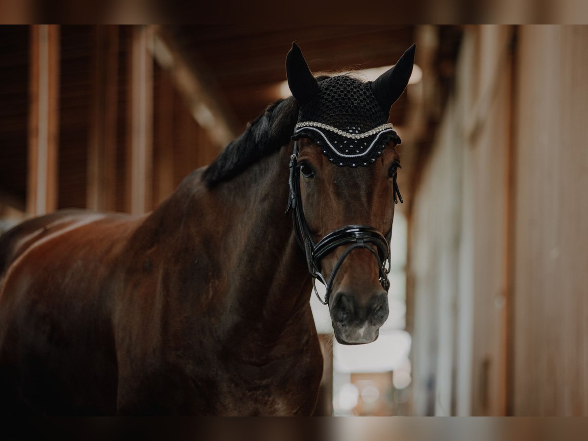 Bavarian Warmblood Gelding 14 years 16,3 hh Brown in Hohenkammer