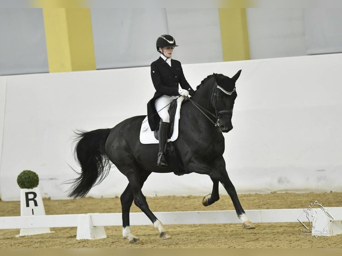 Bavarian Warmblood Gelding 14 years in Linz