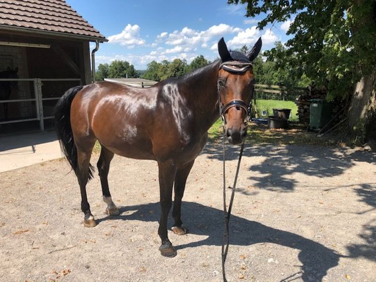 Bavarian Warmblood Gelding 15 years 15,2 hh Bay-Dark in Ebikon