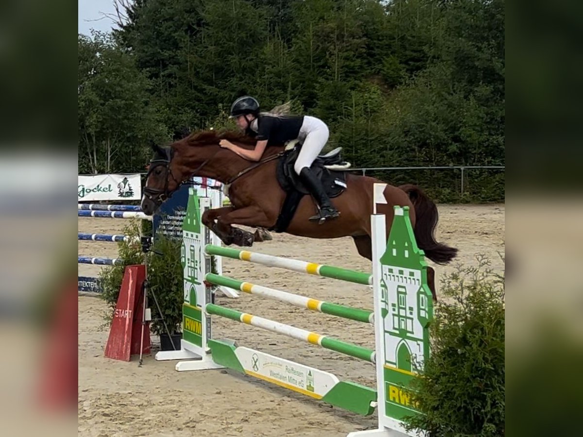 Bavarian Warmblood Gelding 15 years 16,1 hh Chestnut-Red in Meschede