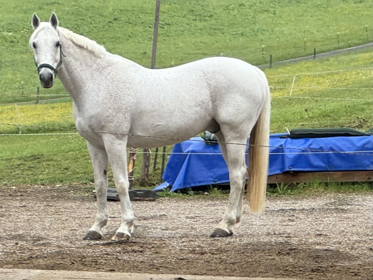 Bavarian Warmblood Gelding 15 years 16,1 hh Gray in Eberfing