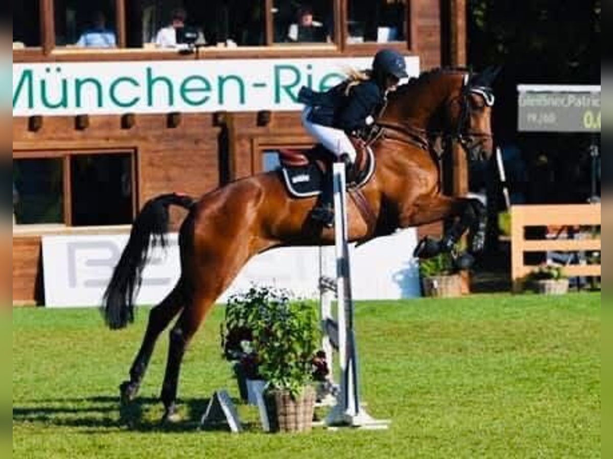 Bavarian Warmblood Gelding 15 years 17 hh Brown in Alt&#xF6;tting