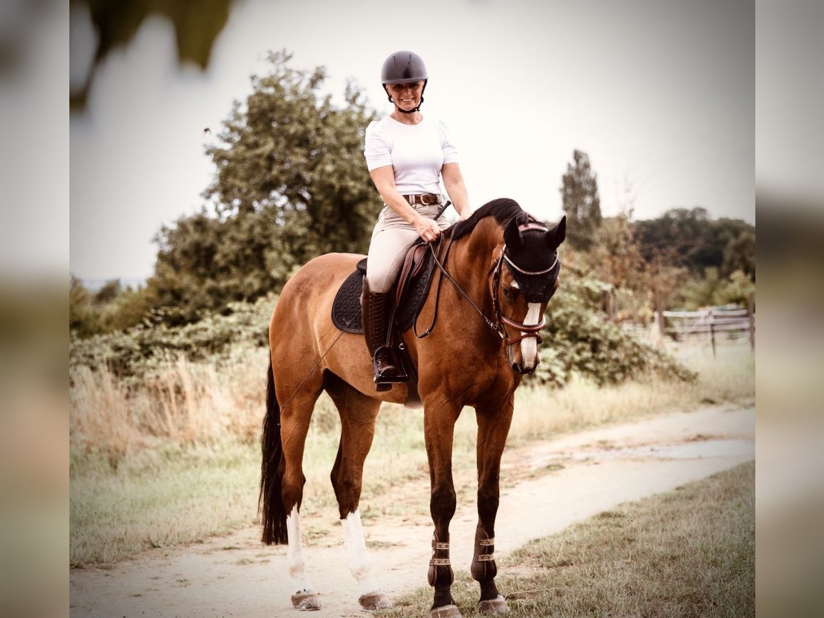 Bavarian Warmblood Gelding 15 years 17 hh Brown in K&#xF6;ngen