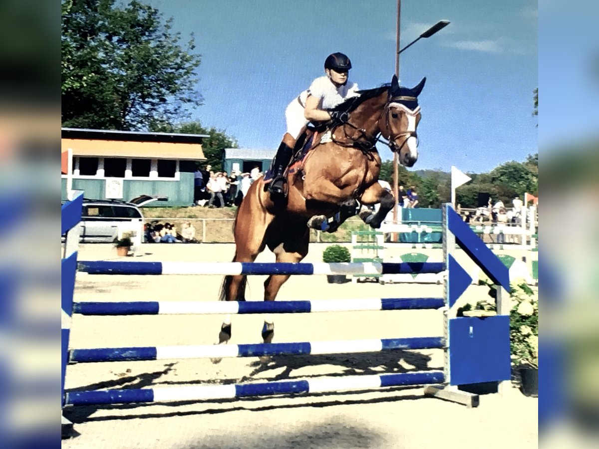 Bavarian Warmblood Gelding 15 years 17 hh Brown in K&#xF6;ngen