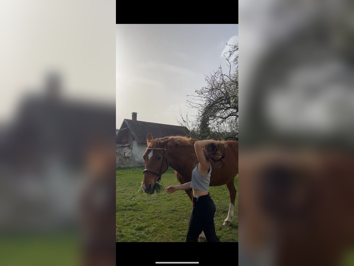 Bavarian Warmblood Gelding 16 years 15,2 hh Chestnut-Red in Stanghof