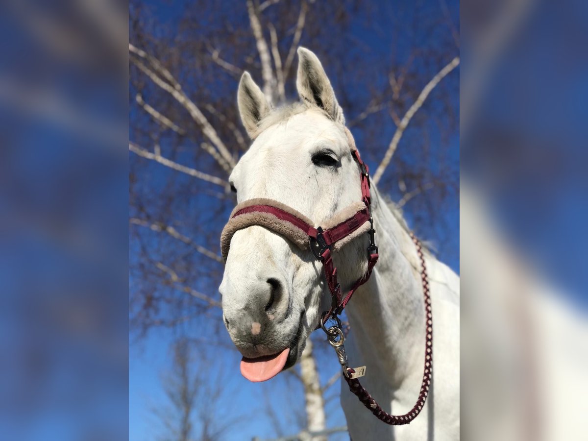 Bavarian Warmblood Gelding 17 years 15,3 hh Gray in Weichs