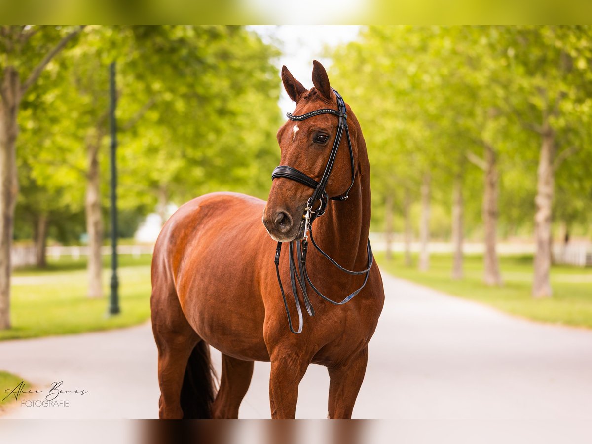 Bavarian Warmblood Gelding 17 years 16,3 hh Chestnut-Red in Weigelsdorf